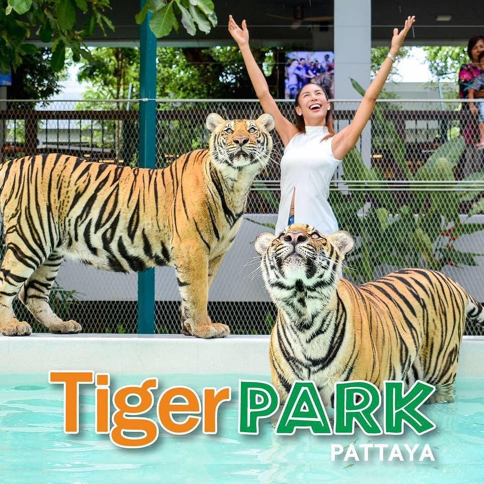 Tiger Park Pattaya tiger interaction — the first stop on a full-day Pattaya adventure itinerary